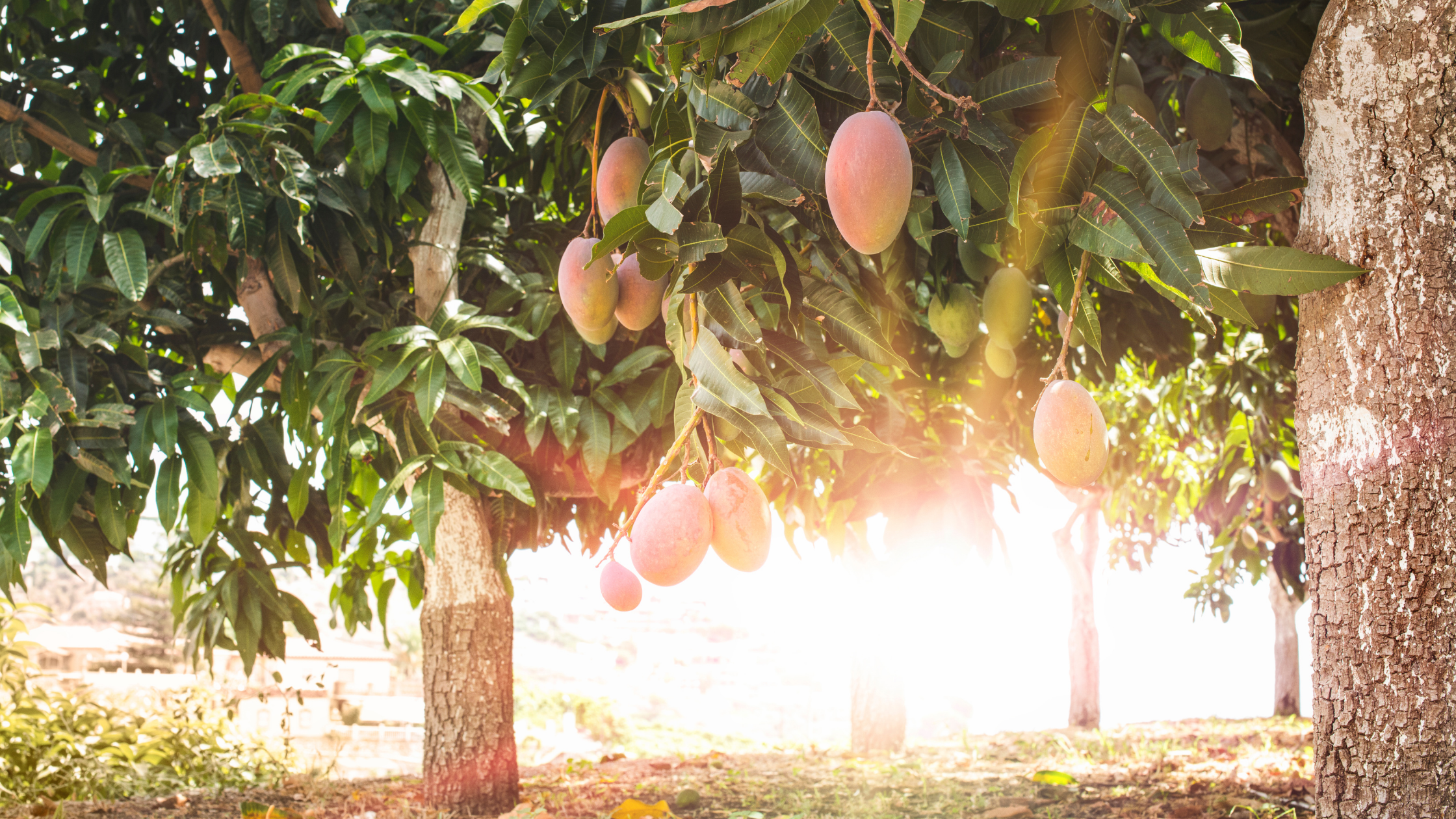 One Summer Night | Meghana Purohit 