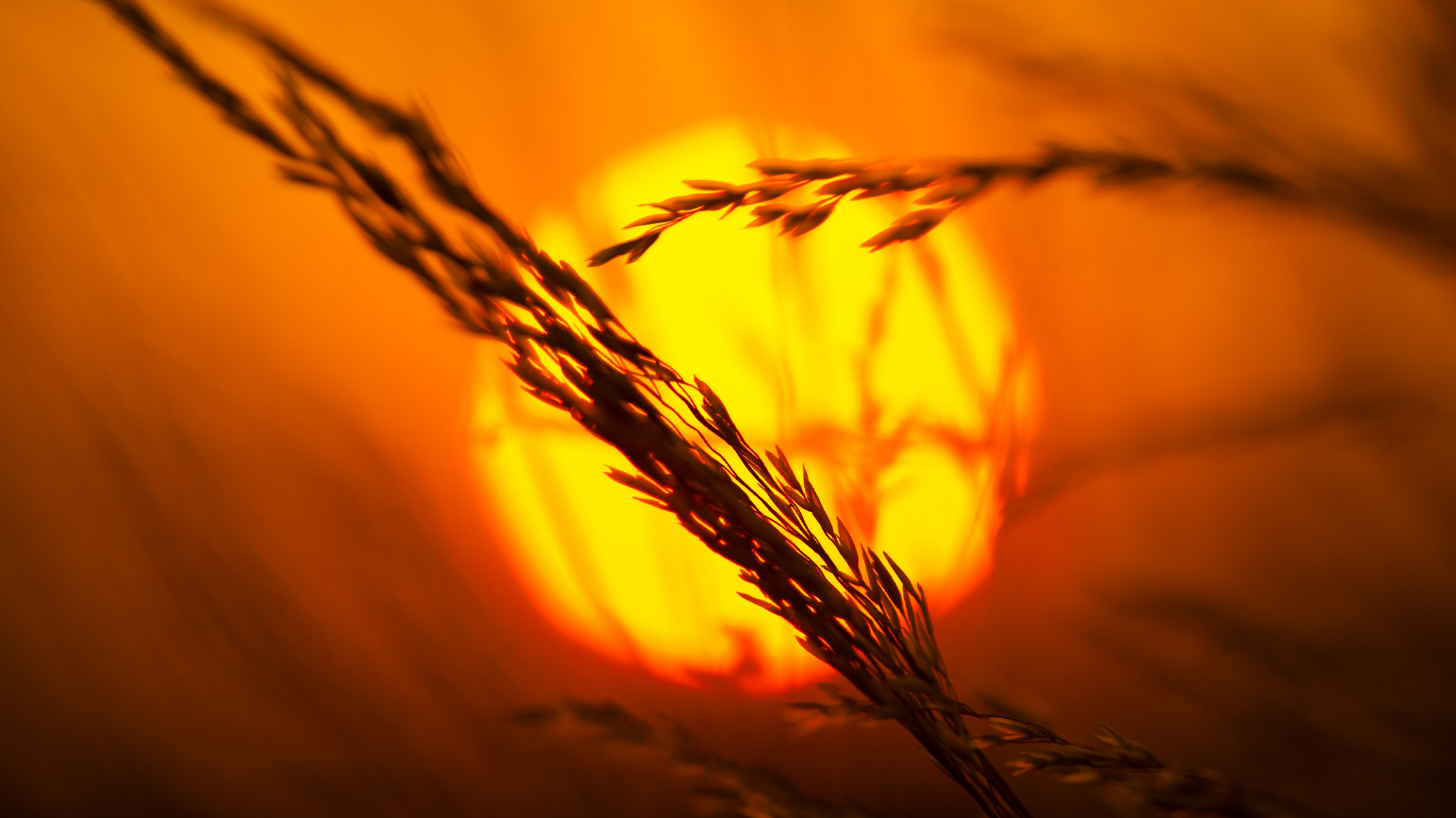 Up Above The World So High | Sunanda Nandakumar