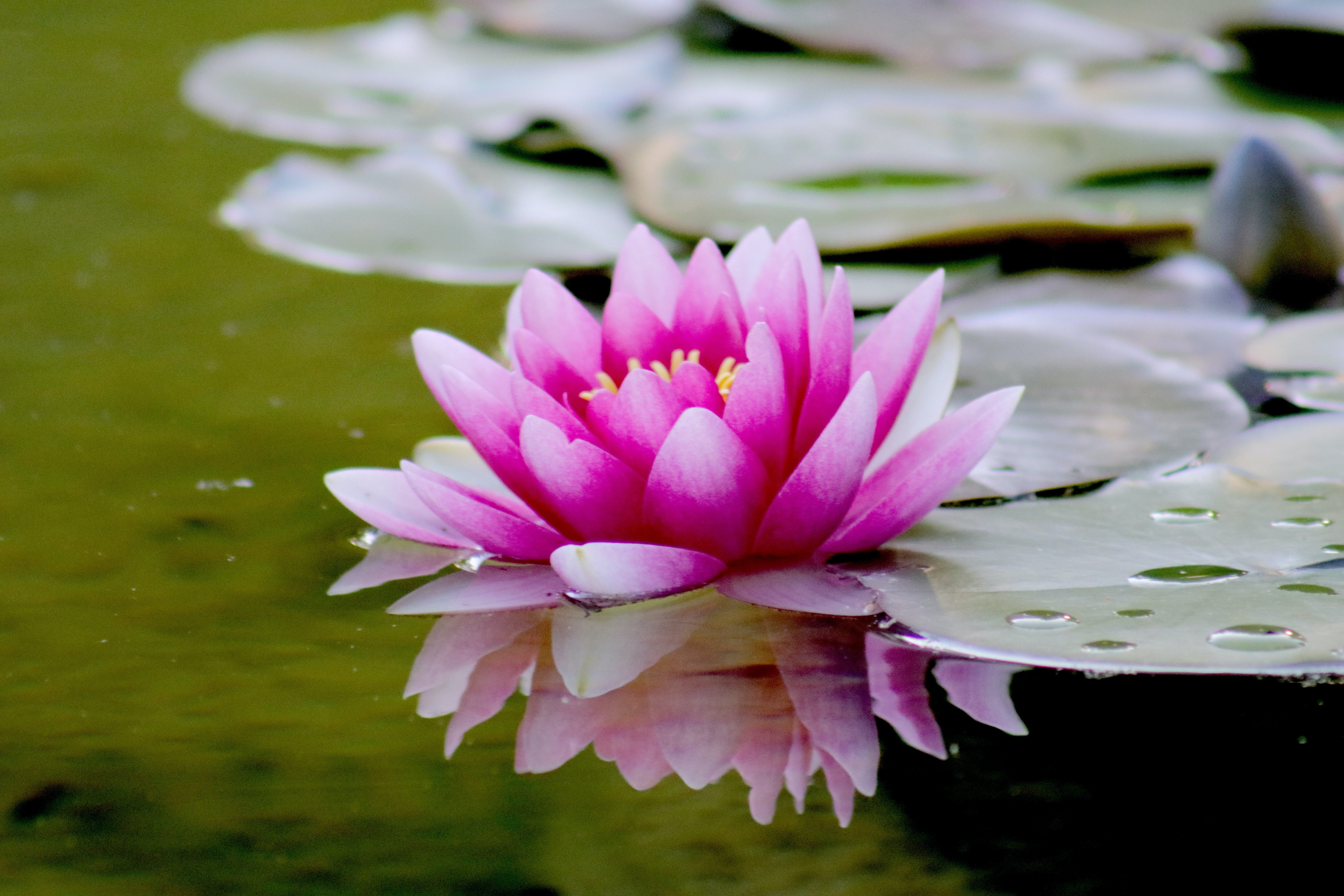 The Water Lily