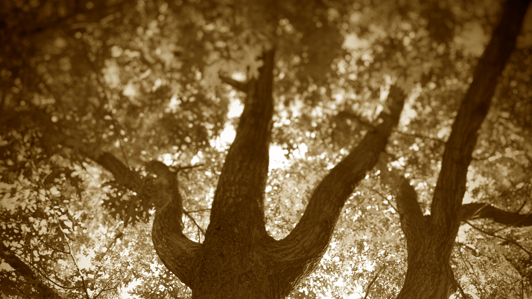 Under The Tamarind Tree | Paridhi Poddar