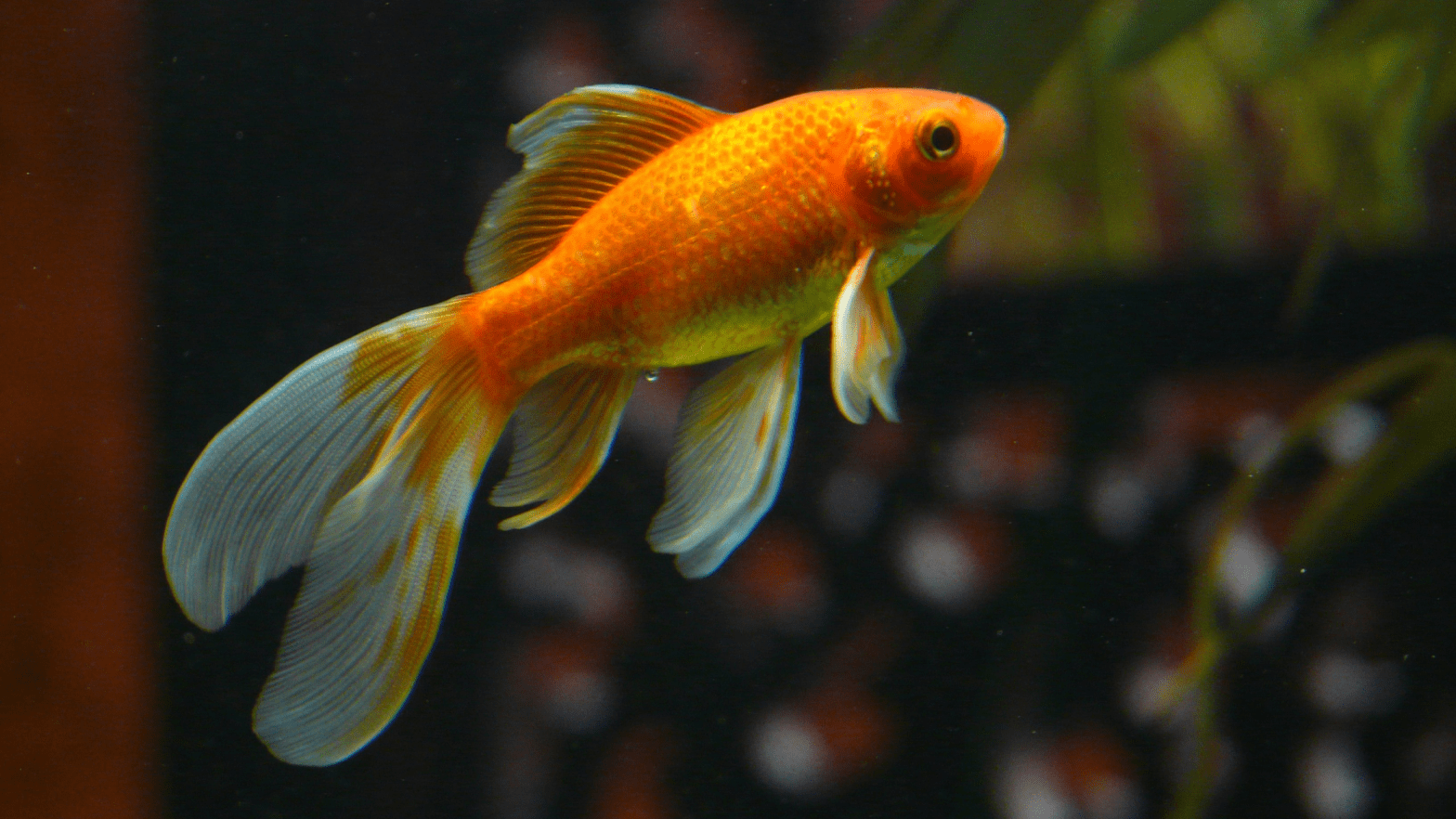 Attention Spans Are Short. But Here’s What Brands Need To Do. 